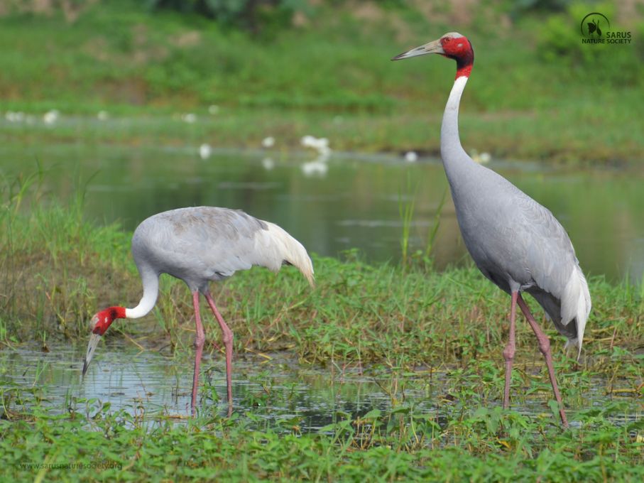 use agricultural semi wet and dry areas but sarus families use wet ...